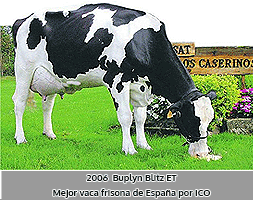 Mejor vaca frisona de España 2006