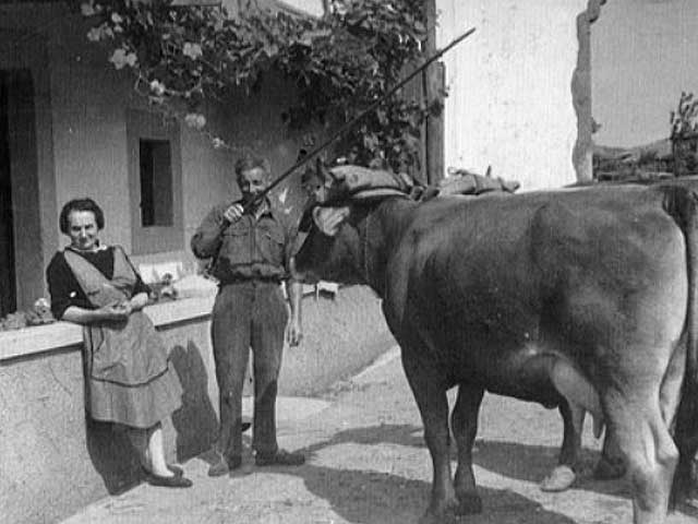 Los abuelos Ángel e Isabel con sus vacas
